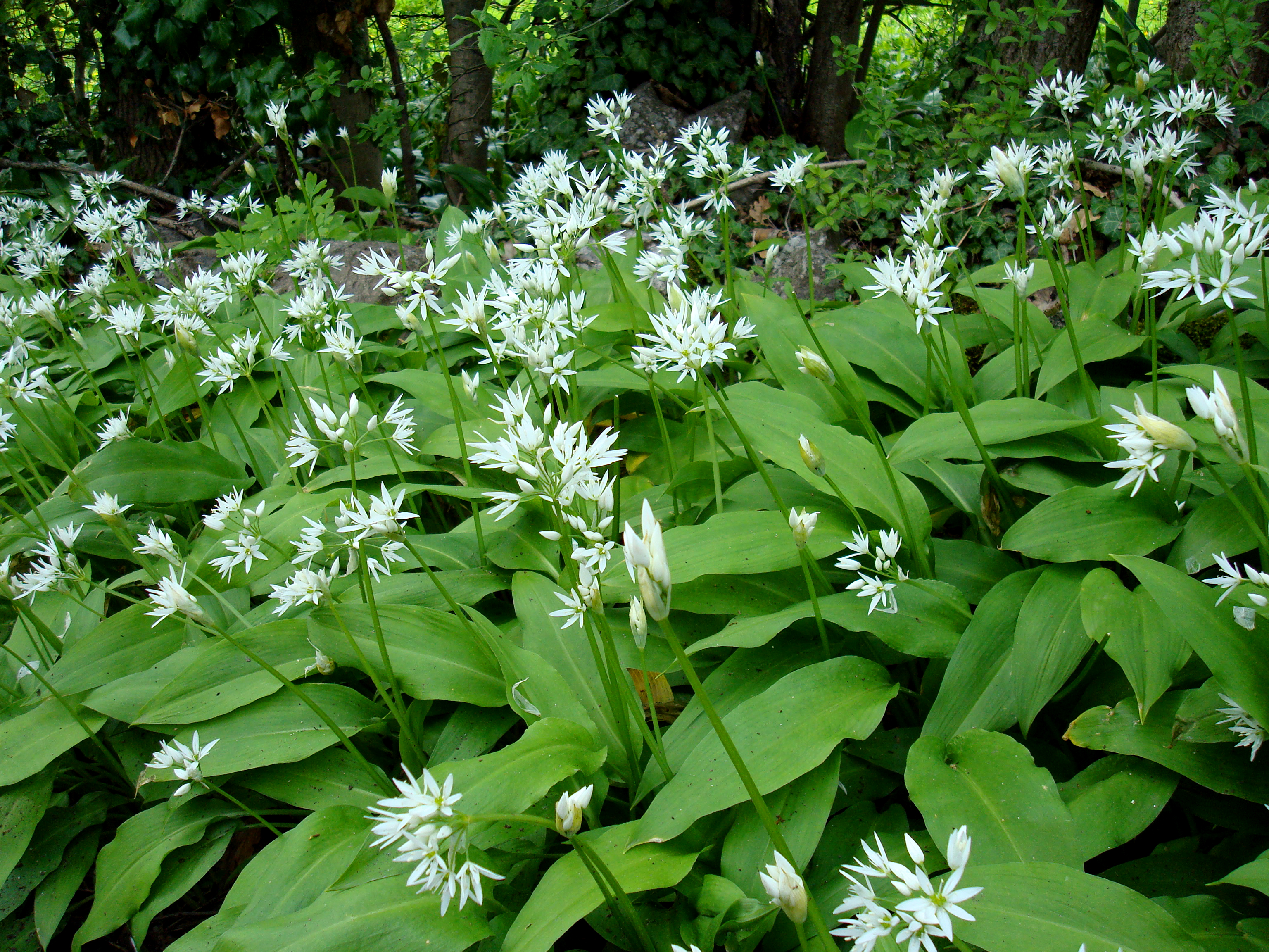 Ail des ours en sous-bois au printemps